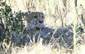 Cheeta