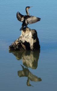aalscholver