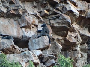 baboons