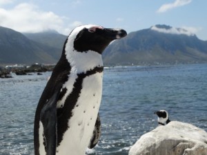 pinguins 02