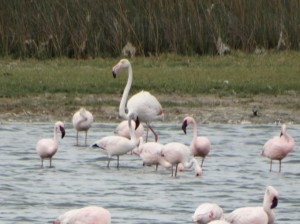 Flamingo  