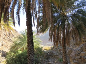 Oman 02-15 