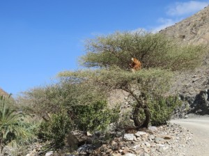 Oman 02-17 