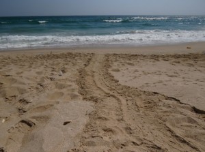 Oman 02-50