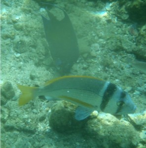 Oman 02-97b  