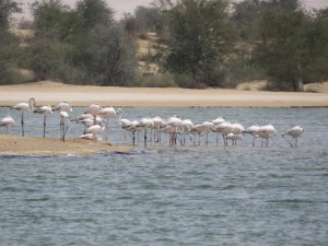 UAE 03-21   
