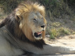 addo-06