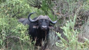 buffel 