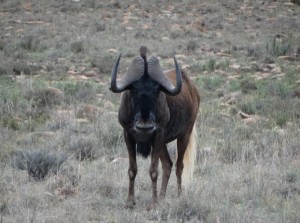 wildebeast 